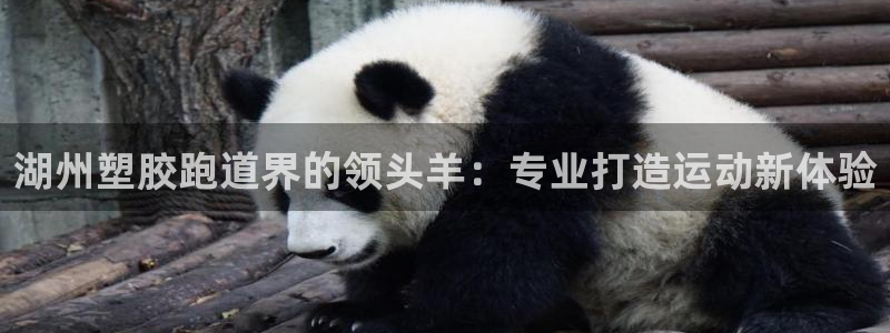 红足一1世即时比分：湖州塑胶跑道界的领头羊：专业打造运动新体验