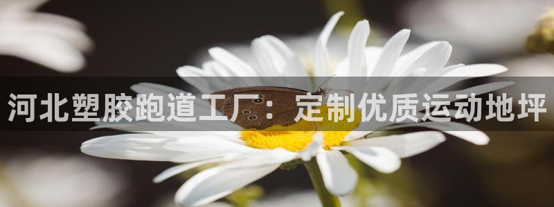 333814红·足一世比分：河北塑胶跑道工厂：定制优质运动地坪